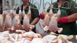 Toyuq məhsullarında qalan tüklər təhlükəlidirmi? - Ekspert AÇIQLADI 