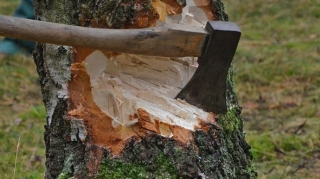 Oğuzda ağacları kəsən şəxs saxlanıldı 