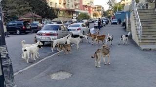 Bakı küçələrində ölüm saçan təhlükə – “Xüsusi cihazlar da işə yaramır” 