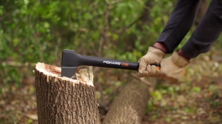 224 ağacın kəsilməsi ilə bağlı cinayət işi başlandı 