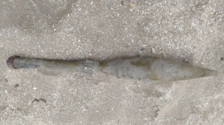 Kürdəxanıda tank əleyhinə raket mərmisi aşkarlandı - VİDEO