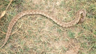 Mingəçevir sakinini çayxanada ilan sancıb