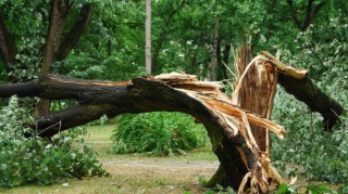 Oğuzda üzərinə ağac düşən 34 yaşlı şəxs ölüb 