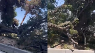 Bakıda ağaclar kökündən çıxarıldı: Qurum hərəkətə keçdi - YENİLƏNİB VİDEO 