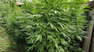 Şabranda külli miqdarda çətənə bitkiləri və marixuana aşkarlanıb  - FOTO