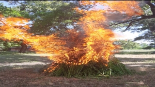 Zaqatalada 2 tondan artıq çətənə kolu məhv edilib