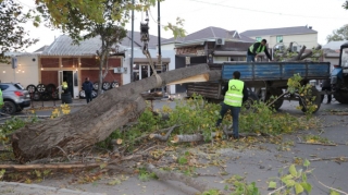 Gəncədə irigövdəli ağac yola aşıb, avtomobillərin hərəkətində çətinlik yaranıb - FOTOLAR 