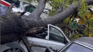 Bakıda ağac avtomobilin üzərinə aşdı - VİDEO