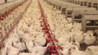 Bu ölkələrdən Azərbaycana quşçuluq məhsullarının gətirilməsi qadağan olundu