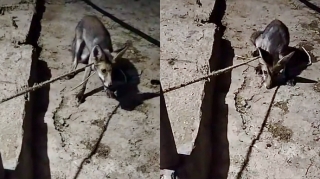 “TikTok”da canlı yayım açıb tülküyə işgəncə verdi: “Hədiyyə göndərməsəniz…”   - VİDEO