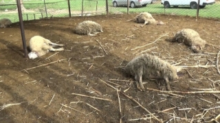 Bərdədə canavar sürüsü kəndə hücum edib:  Tələfat var - FOTO 