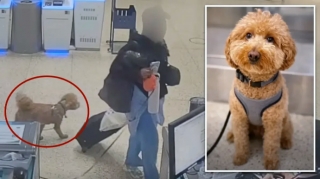 İtini hava limanında qoyub qaçan qadın həbs edildi - VİDEO 