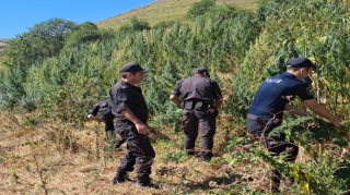 Laçında 2,5 ton çətənə məhv edilib - FOTO 