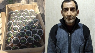 Dibçəklərdə çətənə yetişdirən şəxs saxlanıldı   - FOTO