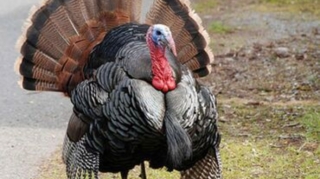 Azərbaycana gətirilən 1.2 ton hind quşu dərisi yararsız çıxdı