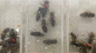 Türkiyənin Sabiha Gökçen hava limanında yüzlərlə arı aşkarlandı  - VİDEO