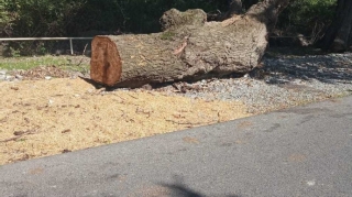 Bakıda ağacları kəsən şirkət cəzalandırılıb 