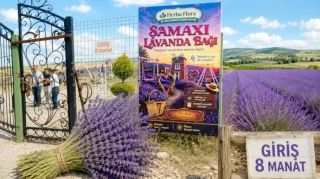 Şamaxıda lavanda həvəsi cib yandırır: Giriş 8 manatdır - FOTO 
