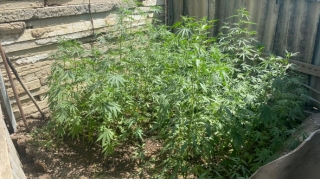 İsmayıllıda narkotik yetişdirən şəxs saxlanılıb   - FOTO