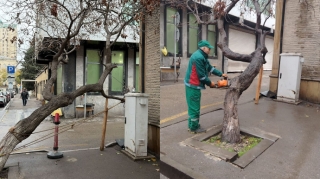 Paytaxtın mərkəzində təhlükə: Küçədə ağac aşmaq üzrədir- Qurum hərəkətə keçdi 