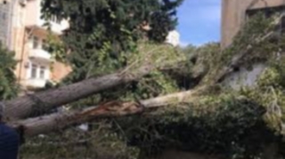 Zığ şosesində güclü külək ağacı aşırıb