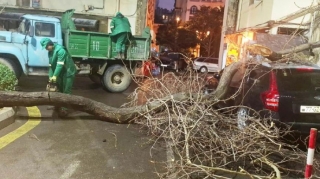 Bakıda iki gündə 78 ağac sındı 
