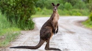 Kenqurunu təyyarəyə buraxmadılar – YALAN VİDEO 
