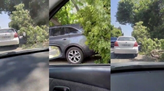 Güclü külək Nərimanovda ağacı avtomobil yoluna aşırdı - VİDEO