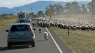 Goranboyda mikroavtobus xırdabuynuzlu heyvanlara çırpılıb 