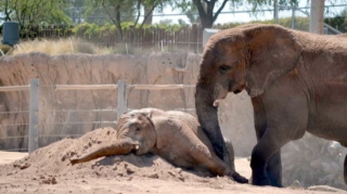 Balasının öldüyünə inanmayan fil onu oyatmağa çalışdı  - FOTO - VİDEO