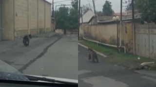 AMEA-nın əməkdaşından ayı AÇIQLAMASI: “Canlıların ən qorxuncu insandır” - VİDEO 