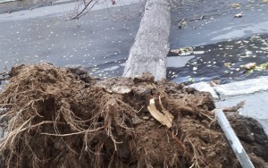 Bakıda külək ağacları aşırır - FOTO