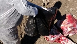 Xaçmazda mənşəyi məlum olmayan heyvan cəmdəyi aşkarlanıb - FOTO