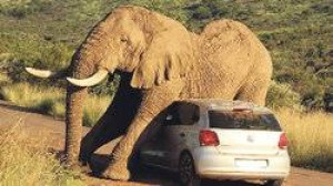 Avtomobil fillə toqquşdu: sürücü ölüb