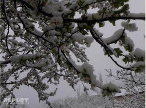 Qubaya qar yağıb, ağaclara zərər dəyib - VİDEO