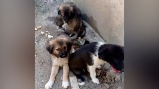 Bakıda küçə heyvanlarına qarşı növbəti ZORAKILIQ  - VİDEO