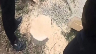 Mingəçevirdə ağacların kəsilməsi faktı araşdırılır - FOTOLAR 