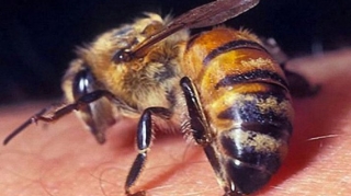 Göygöldə 32 yaşlı kişi arı sancmasından ölüb