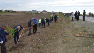 Yol kənarına 9 minə yaxın ağac əkildi - FOTO 