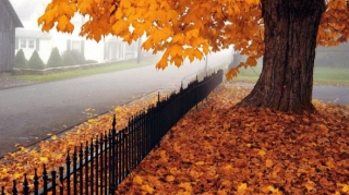 Bazar gününə olan hava proqnozu 