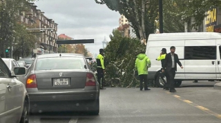 Bakının mərkəzində böyük ağac aşdı - FOTO 
