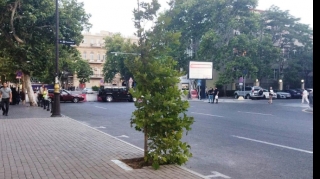 В Баку на месте незаконной парковки, снесенной по указанию Президента, посадили дерево    - ФОТО