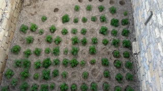 Sabunçuda narkotik dövriyyəsi təşkil edən 75 nəfər saxlanılıb - VİDEO 