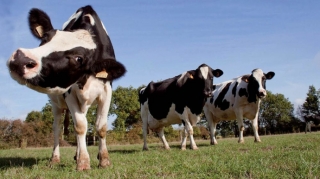 Elektromobil istehsalında inək qanından istifadə ediləcək? 