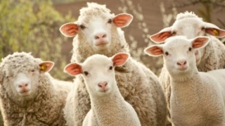 Qurbanlıq heyvanların satış və kəsim ünvanları açıqlandı - FOTO