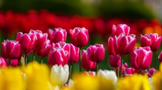 Прогноз погоды в Азербайджане на 22.04.2026 