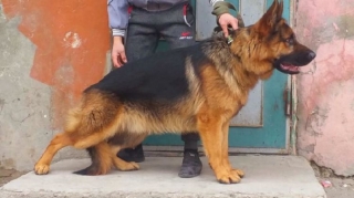 Çay evində it müştərini dişləyib - Goranboyda 