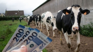 Azərbaycanda heyvanların sığorta şərtləri açıqlandı 