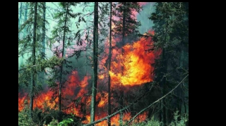 В результате армянского обстрела в лесу Гейгеля вспыхнул пожар  - ОБНОВЛЕННЫЙ - ВИДЕО