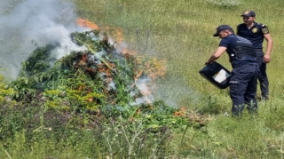 Xocavənddə 1 tondan artıq narkotik bitkisi məhv edilib   - FOTO - VİDEO